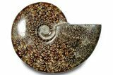 Polished Ammonite (Cleoniceras) Fossil - Madagascar #283308-1